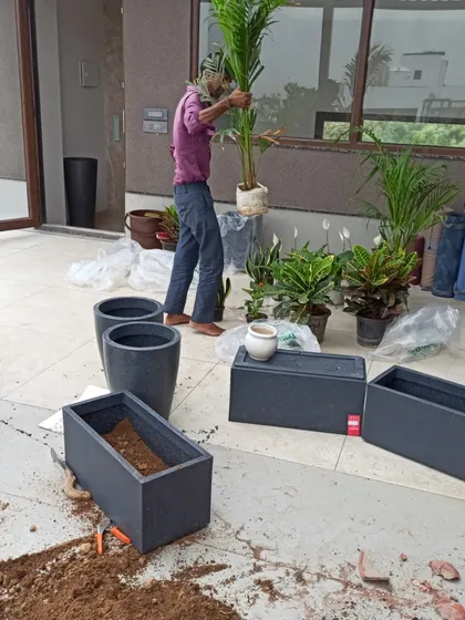 My process always starts with quality materials. Here, you can see my team member potting a palm plant into a modern, grey planter, ensuring a healthy start for this balcony garden.