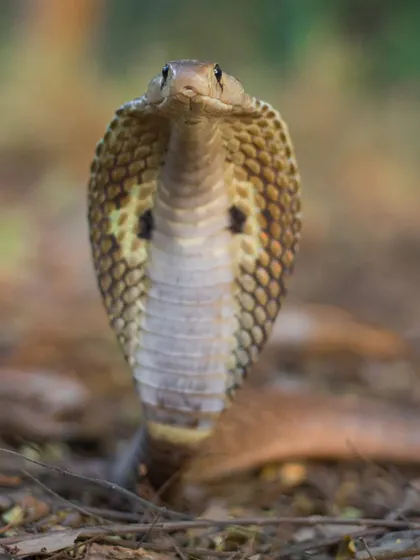 An eye-to-eye portrait of a majestic Indian Spectacled Cobra. My goal is to capture the calm dignity of these often-misunderstood reptiles, showing their beauty rather than invoking fear.