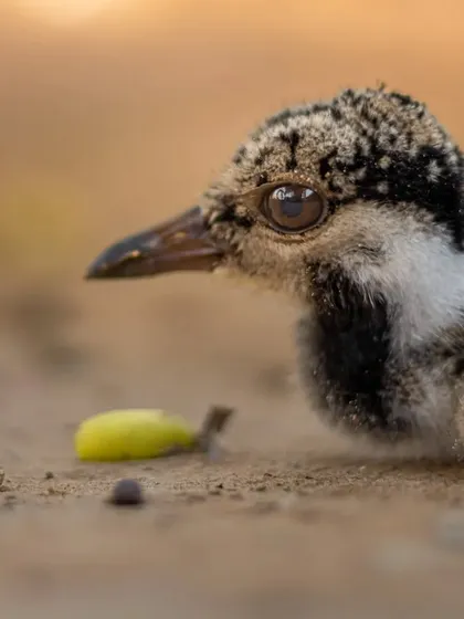 A close-up of a Red-wattled Lapwing chick. These tiny birds are full of character and are a joy to film in the grasslands of my native village.