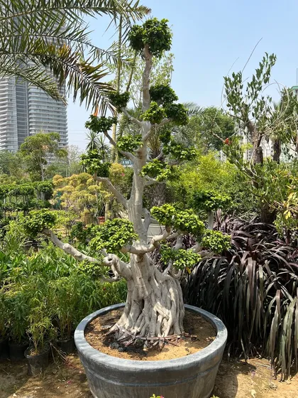 An old, majestic bonsai with a powerful, thick trunk and well-developed branches. This plant is a testament to patience and the beauty of nature.