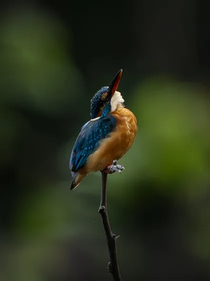 The same common kingfisher, this time looking up. This simple change in posture gives the bird a completely different character, one of hope or anticipation.