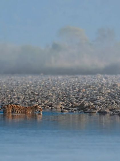 The Striped Kingdom: Tigers of India photo 47