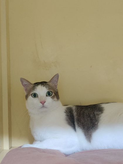 Sammy's Nest - Home Boarding for Small Pets Happy Cats: Our Boarding Guests photo 55