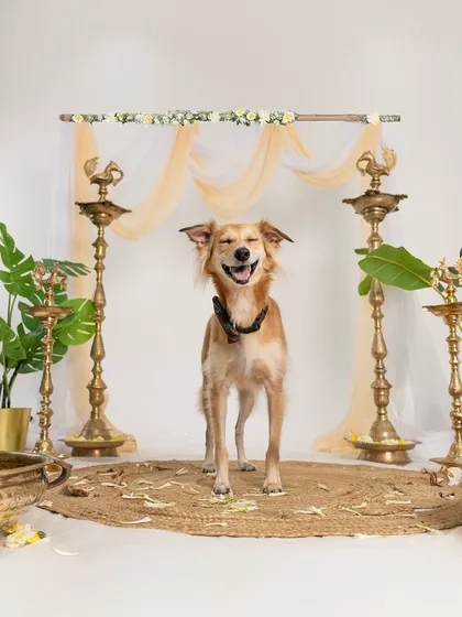 A happy Indie dog with a huge smile, enjoying the festive atmosphere of the Diwali-themed studio shoot.