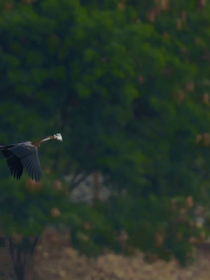 An Oriental Darter flies with a fish in its beak against a backdrop of lush trees. This image captures the bird transporting its meal.