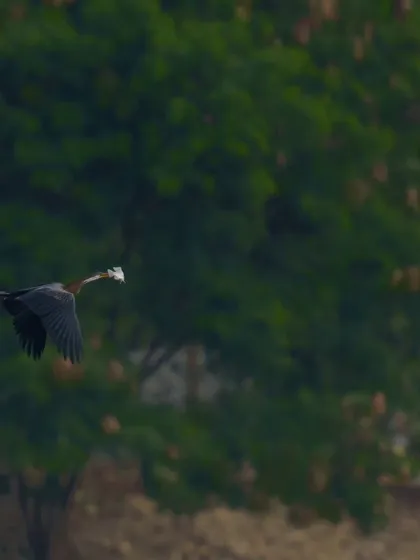 An Oriental Darter flies with a fish in its beak against a backdrop of lush trees. This image captures the bird transporting its meal.