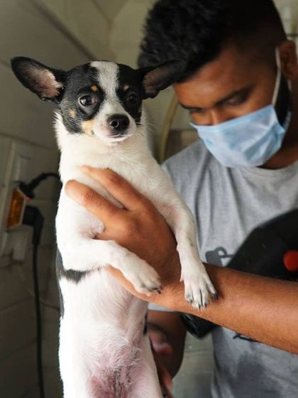 Tail It Easy - Mobile Pet Grooming Caring for All Coats & Breeds photo 3