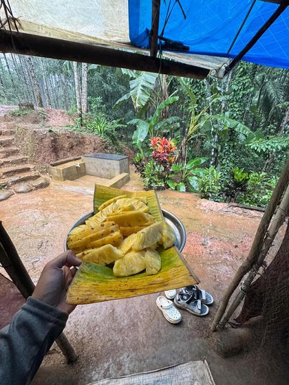 Freshly cut pineapple served on a banana leaf, a simple and refreshing snack enjoyed amidst the greenery of our homestay.