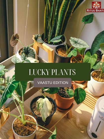 Plants are not just for decoration; they are living energies that can transform your home. This is a quick guide to some of the luckiest plants according to Vaastu, which can bring nature's blessings and positive vibrations into your space.