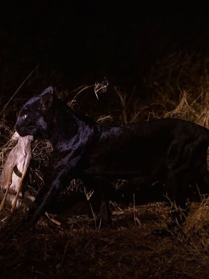 The fluid motion of the huntress carrying her meal back to her cubs. This is raw, unfiltered nature.