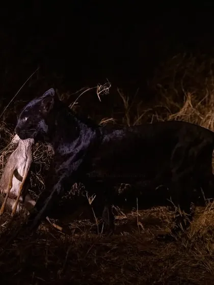The fluid motion of the huntress carrying her meal back to her cubs. This is raw, unfiltered nature.