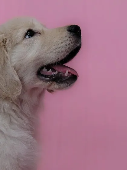 A beautiful studio portrait of Simba as a puppy against a pink background. His hopeful upward gaze is simply heartwarming.