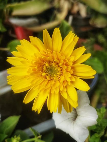 The sunny yellow gerbera, a simple and happy flower.