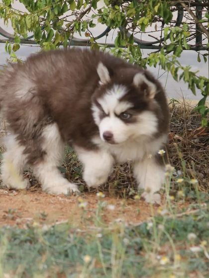 A super woolly red and white Siberian Husky male puppy. This coat type is highly sought after and incredibly beautiful.
