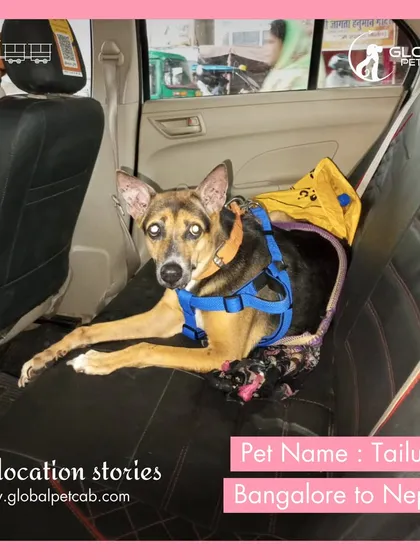 Here is Tailung, securely settled in the back of our vehicle at the start of his cross-border journey from Bangalore to Nepal. We use safety harnesses and comfortable bedding to ensure pets are safe and relaxed during road travel segments.