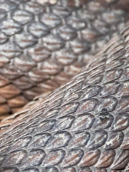 A close-up of the scales of a Mangrove Pit Viper. The snake was so close to the boardwalk that I had trouble focusing my 600mm lens, but it resulted in this detailed shot showcasing the beautiful, serpentine pattern of its scales.