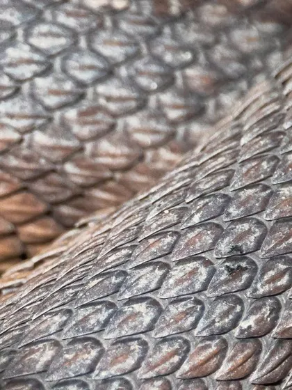 A macro photo of the scales of a Mangrove Pit Viper in Singapore. The snake was so close to the boardwalk that I could capture the intricate, repeating pattern and texture of its serpentine skin.