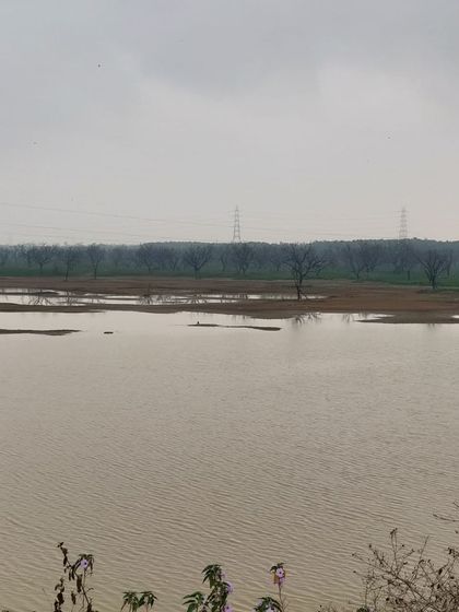 The tranquil Hesaraghatta lake, with a line of trees reflected in the water. A serene sight on our Sunday ride.