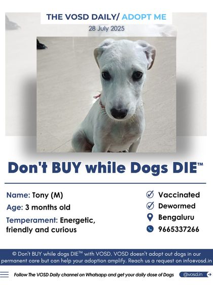 Tony is a 3-month-old energetic and curious puppy in Bengaluru looking for his forever family. He is vaccinated, dewormed, and ready to fill a home with love and tail wags.