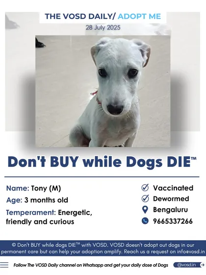 Tony is a 3-month-old energetic and curious puppy in Bengaluru looking for his forever family. He is vaccinated, dewormed, and ready to fill a home with love and tail wags.