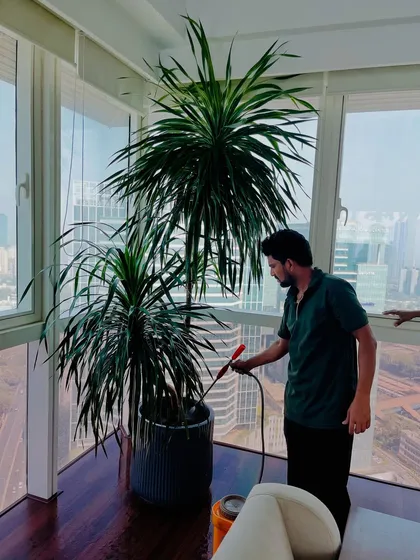 Even a single large indoor plant needs proper care. Here we are doing pest control and regular maintenance for a beautiful Dracaena plant in a high-rise apartment.