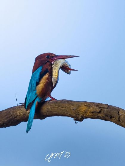 A white-throated kingfisher with a very large fish. It's a reminder not to be wasteful and to only take what you need, though this bird seems to have its work cut out for it.