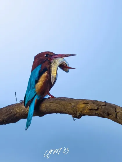 A white-throated kingfisher with a very large fish. It's a reminder not to be wasteful and to only take what you need, though this bird seems to have its work cut out for it.