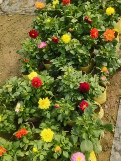 A bed of colorful Dahlia plants in the nursery. I have them in many shades of red, yellow, and pink.