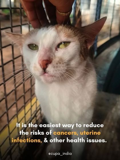 Cupa - Spay/Neuter & Animal Birth Control Our Cat Sterilization Program (TNR) photo 22