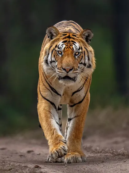 The show stopper of Kisli, the Z1 Male from Kanha. Capturing a clean, powerful head-on shot like this is a classic goal for any wildlife photographer.