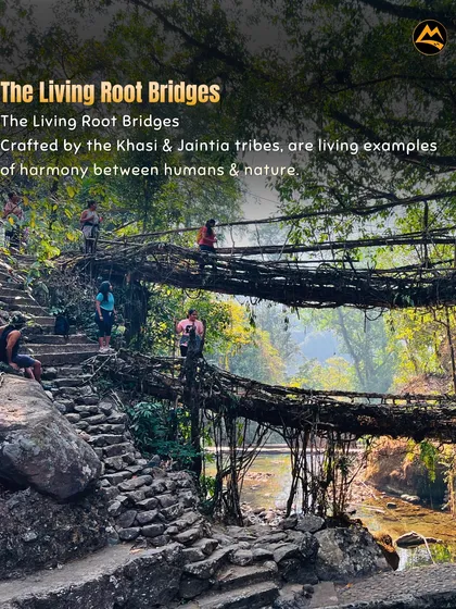 This is the magic of Meghalaya. I take your group to see the incredible living root bridges, a perfect example of nature and humans working together. It's an experience you won't forget.