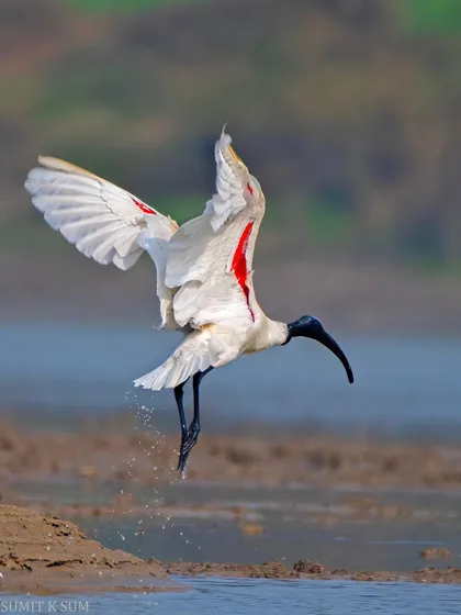 A Black-headed Ibis landing gracefully, its white wings with red patches creating a stunning visual.