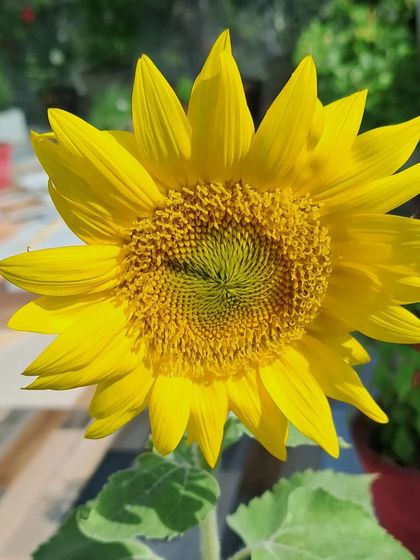 Bhardwaj - Urban Gardening Consultation A Riot of Colorful Flowers photo 223