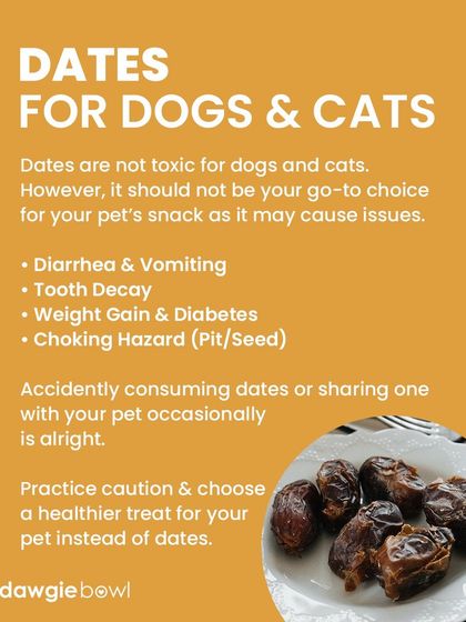 Dates are not toxic, but their high sugar content makes them a poor choice for a regular snack. They can lead to dental issues and weight gain, so it's best to choose a healthier treat.