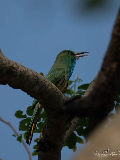 A Blue-bearded Bee-eater, a large and less common bee-eater species, seen in Pilibhit.