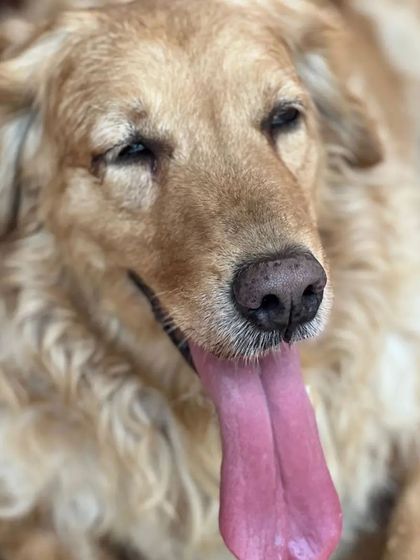 Snugglys Paw House - Pet Daycare The Paw House: Cozy Indoor Comforts photo 27