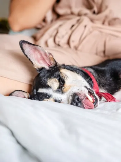A peaceful moment with Choco sleeping soundly on the bed, her tongue slightly sticking out. This photo shows her completely relaxed and safe in her new home.