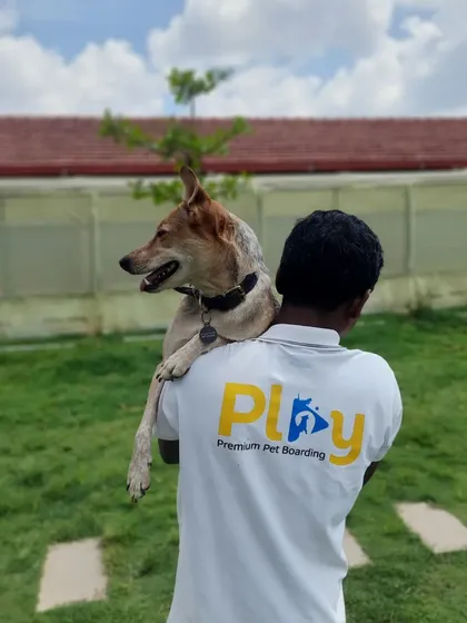 When Phoebe wants to be carried, Phoebe gets carried. We treat every pet like royalty and are always ready with a cuddle or a lift when they need it.