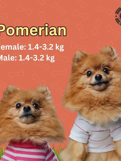 Ideal weight range for a Pomeranian. According to breed standards, both males and females should be between 1.4-3.2 kg.