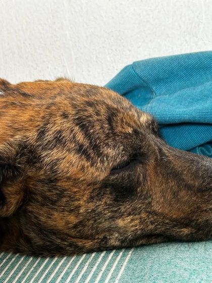 These additional photos showcase the variety of wonderful dogs I have the pleasure of caring for, each with their own unique charm and personality. From playful moments to quiet cuddles, every interaction is special.