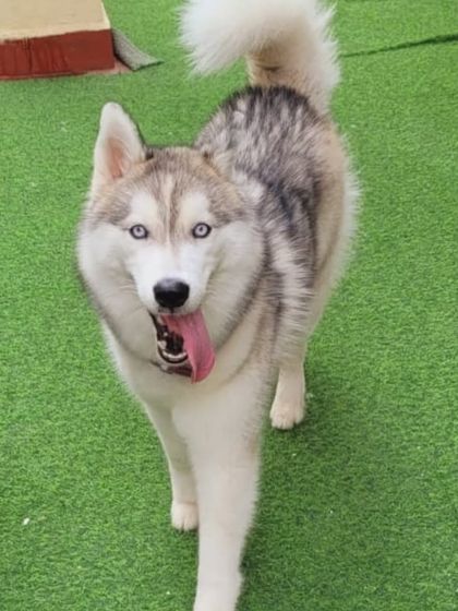 This Husky is ready to play. Their striking blue eyes and playful nature make them a favorite.