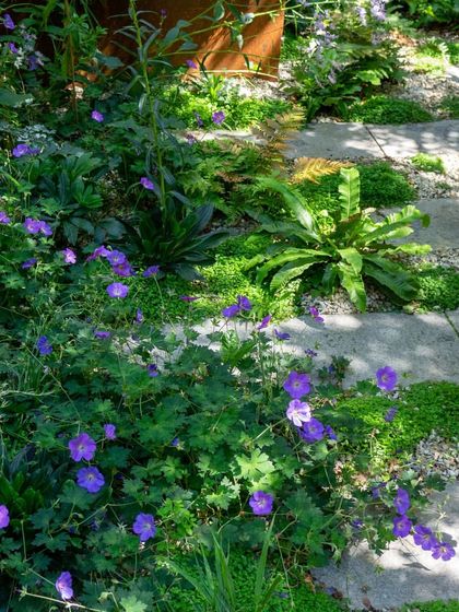 A close-up of a path edge where purple Geraniums spill over onto the stone. We design our gardens to have soft edges, allowing plants to naturally integrate with the hardscaping.