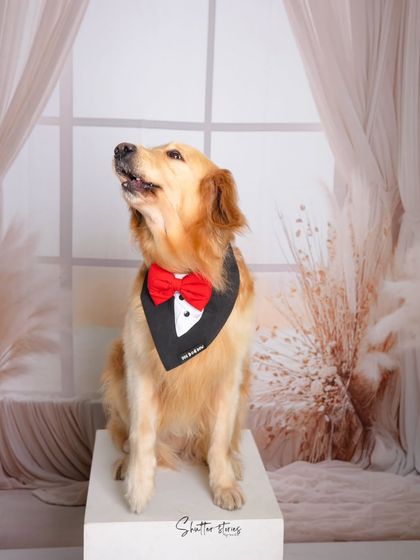 A regal pose from our furry client, looking up as if waiting for a treat.