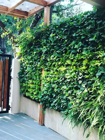 A dense and thriving vertical garden at the entrance of a Juhu home. The wall is a mix of ferns and other shade-loving plants, creating a welcoming and refreshing entryway.