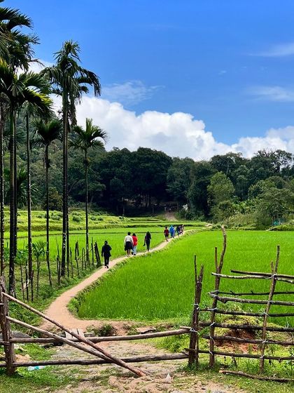 A scenic path through lush green paddy fields, part of the beautiful journey on our Kodachadri trek.