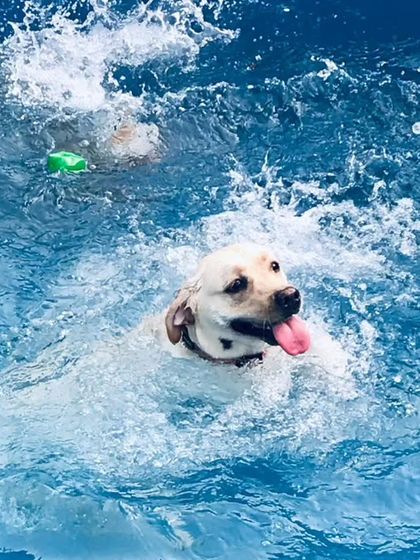 Our little "machli" (fish) Cherry, the Labrador, making a big splash! She absolutely loves her time in the water.