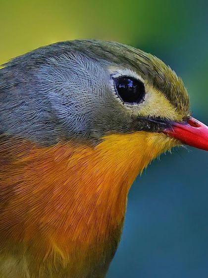 A close-up profile of a Red-billed Leiothrix. This image highlights the smooth gradient of color from its olive head to its fiery orange-yellow throat, along with its bright red bill.