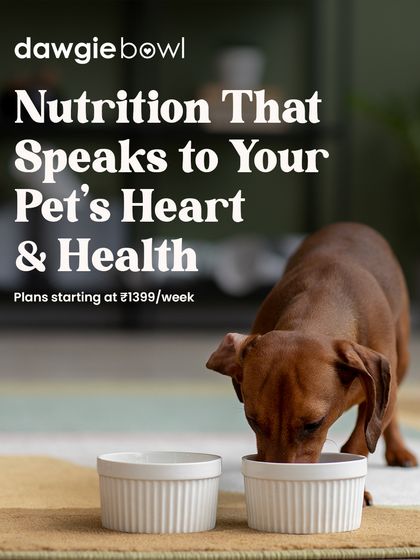 Nutrition should speak to your pet's heart and health. Our recipes are a testament to this, carefully balanced with essential nutrients to support vitality, a shiny coat, and a happy mood.