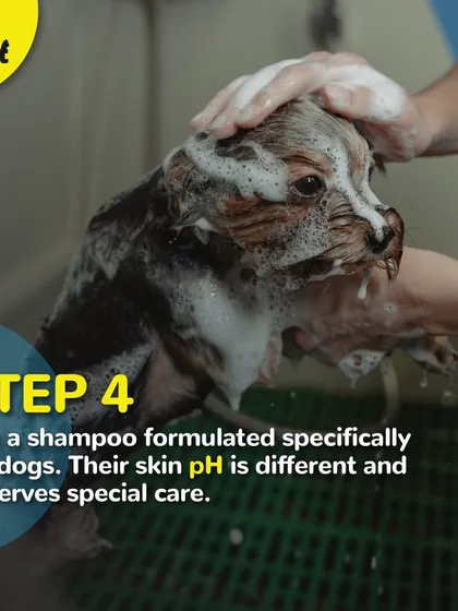 Step 4 of bathing: Always use a shampoo formulated for dogs. Their skin pH is different and needs special care.