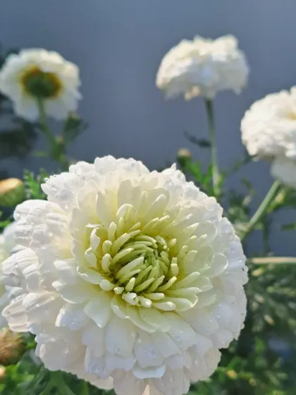 Bhardwaj - Urban Gardening Consultation A Riot of Colorful Flowers photo 166